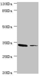 MGLL Antibody