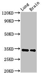 Mgll Antibody