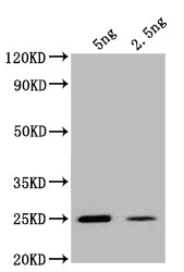 ogt Antibody