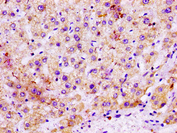 MGST1 Antibody