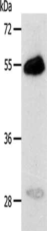 CA14 Antibody