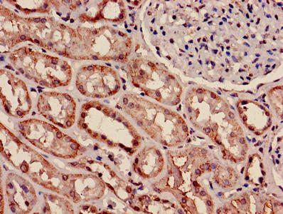 MYH9 Antibody
