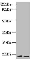 H3F3A Antibody