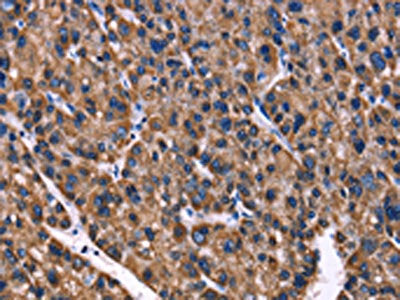 PHB Antibody