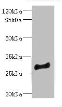 MLF1 Antibody