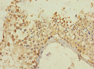 MLLT10 Antibody