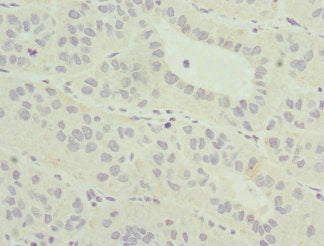 MLLT3 Antibody