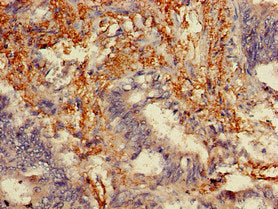MLPH Antibody