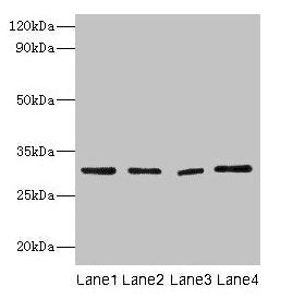 Mmp7 Antibody