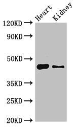 MNDA Antibody