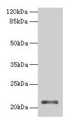 MOCS2 Antibody