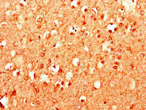 MPDU1 Antibody