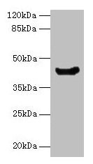 manA Antibody