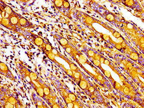 MPP1 Antibody