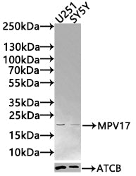 MPV17 Antibody
