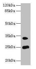 MREG Antibody