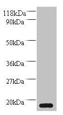 MRFAP1L1 Antibody