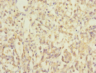 MRPL12 Antibody