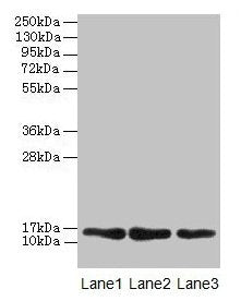 MRPL14 Antibody
