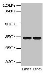 MRPL19 Antibody