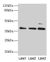 MRPL3 Antibody