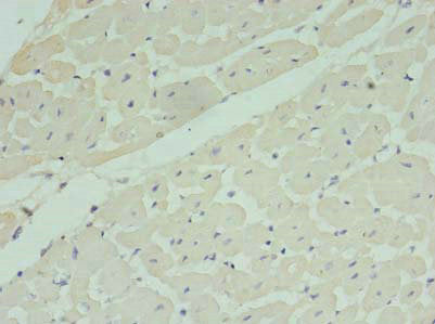 MRPL33 Antibody