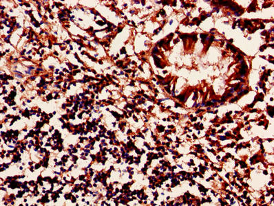 MRPL54 Antibody