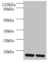 MRPL55 Antibody
