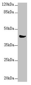MRPS22 Antibody