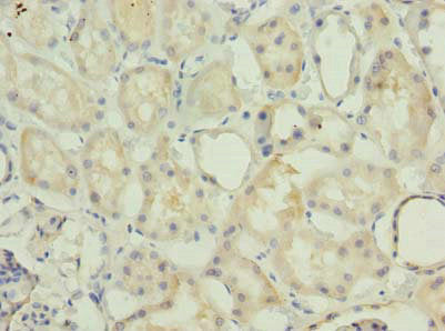 MRPS36 Antibody