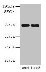 MRPS5 Antibody