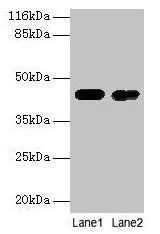 CKB Antibody