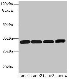 Ms4a1 Antibody