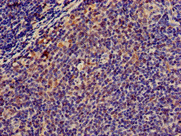 MSC Antibody