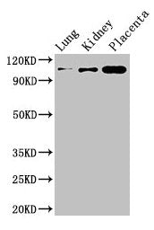 MSH4 Antibody