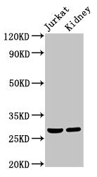 MSX2 Antibody