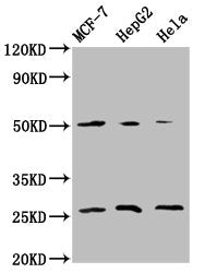 MT-CO2 Antibody
