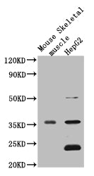 MT-ND1 Antibody