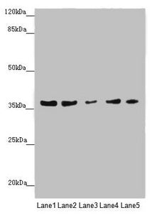 MTHFD2 Antibody