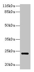 MTHFS Antibody