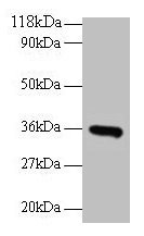 CYC1 Antibody