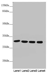 MTX2 Antibody