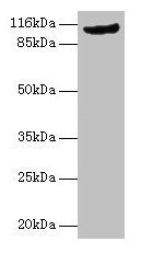 MVP Antibody