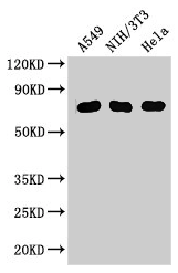 MX1 Antibody