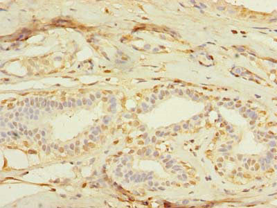 MXD3 Antibody