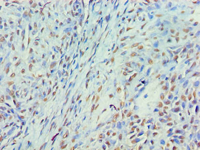 MYEF2 Antibody