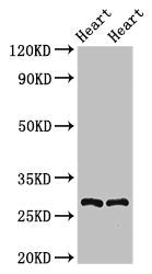 MYF5 Antibody