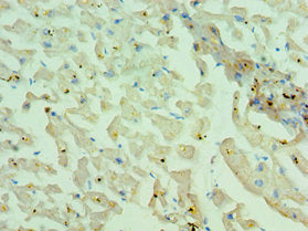 MYH1 Antibody