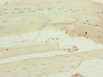 MYL1 Antibody