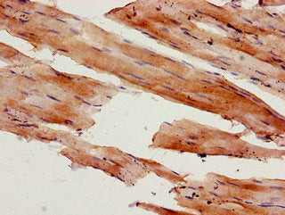 MYL9 Antibody